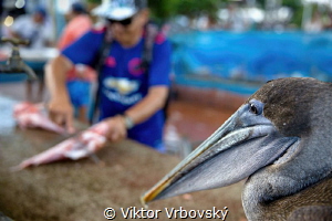 At the Galapagos Fish Market. Fishermen have many fans he... by Viktor Vrbovský 